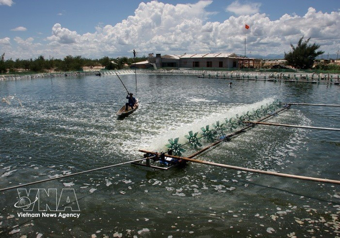 Shrimp are farmed on sandy areas in Quang Tri province. (Photo: Huy Hung – VNA)