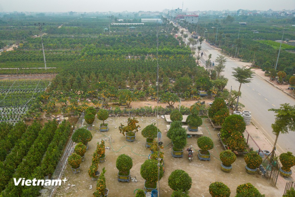 Van Giang in Hung Yen province is one of the largest ornamental plant hubs for Lunar New Year (Tet) festival, supplying kumquat, citrus and pomelo trees to northern provinces. (Photo: Hoai Nam/Vietnam+)