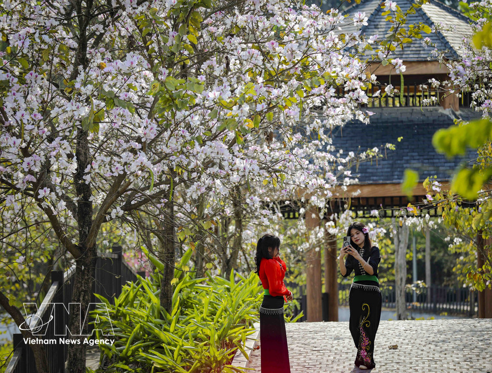 Young people eagerly capture check-in photos during the height of the flower season. (Photo: Xuan Tu – VNA)
