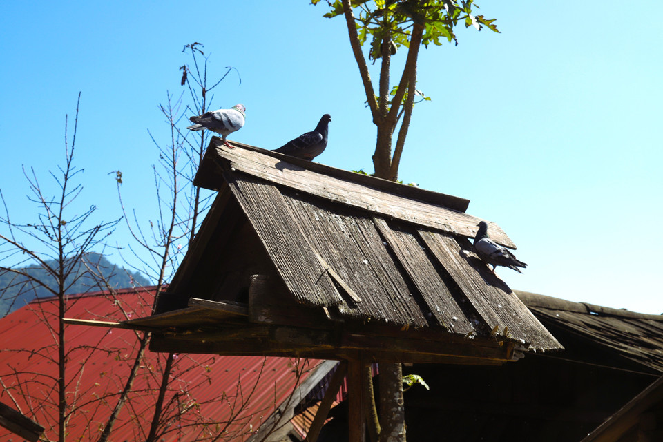 A pigeon coop made of sa mu wood stands beside the veranda of a house in Huoi Man village. (Photo: Xuan Tien – VNA)