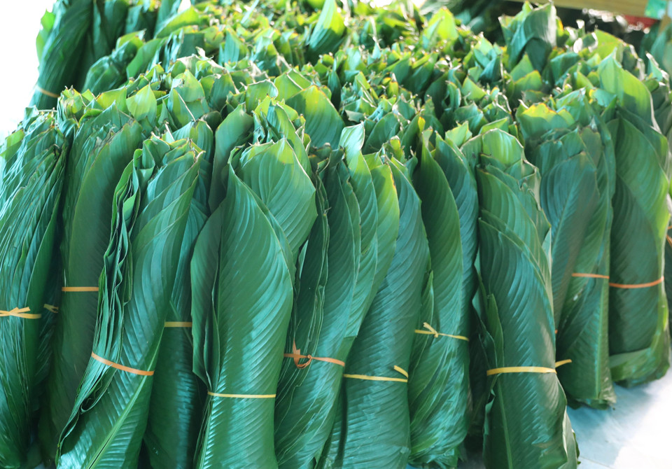 Carefully selected bundles of fresh green dong leaves help preserve the traditional flavor of banh chung. (Photo: Ta Toan – VNA)