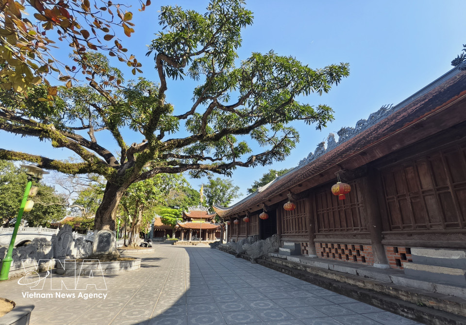 The grounds are home to numerous century-old trees, some of which have been officially recognised as heritage trees. (Photo: Thanh Thuong – VNA)