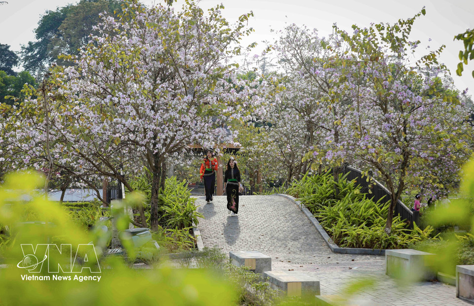 Ban (bauhinia) trees in bloom brighten the grounds of Vo Thi Sau park in Dien Bien Phu ward. (Photo: Xuan Tu – VNA)
