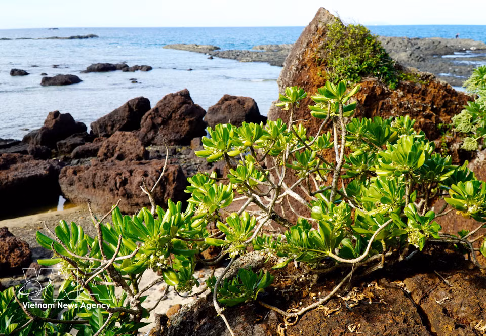 The rugged beauty of the Da Do rocky coast. (Photo: Le Phuoc Ngoc/VNA)