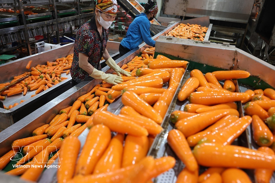 Carrots are sorted and packaged for export at a facility in Tue Tinh commune, Hai Phong. (Photo: Vu Sinh/VNA)