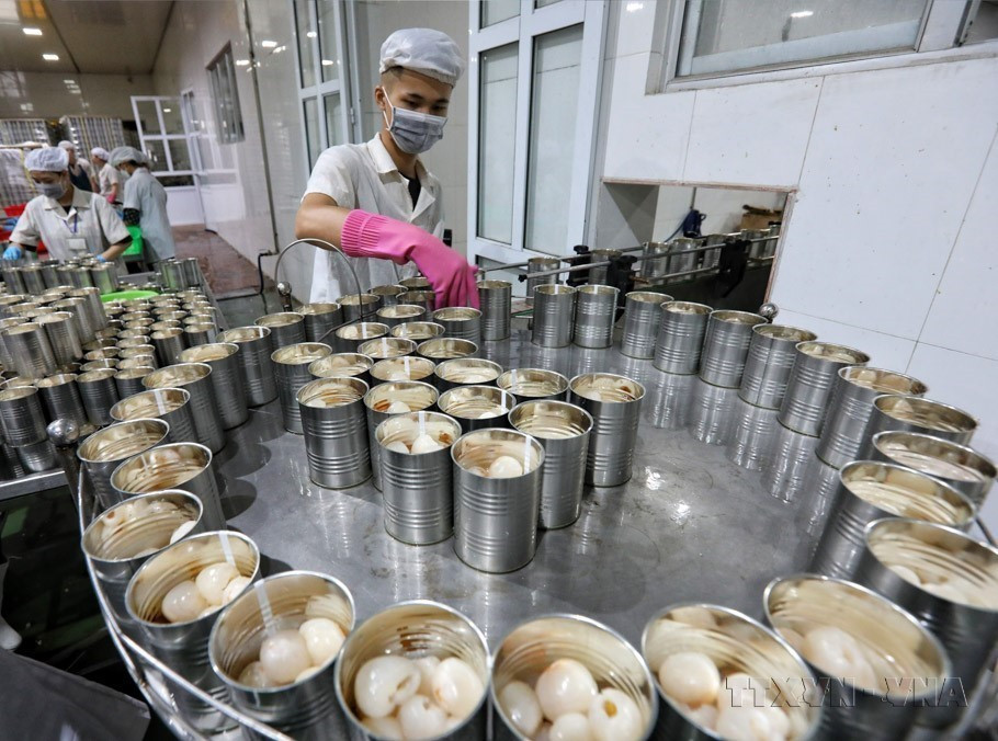 In recent years, Vietnam has seen a surge in the export value of key products such as coffee, fruits, rice, and wood. In the photo: Lychee canning at Toan Cau Food Import-Export JSC in Luc Ngan district, Bac Giang province, for export to markets in the EU, the Republic of Korea, Japan, Australia, and others. (Photo: VNA)