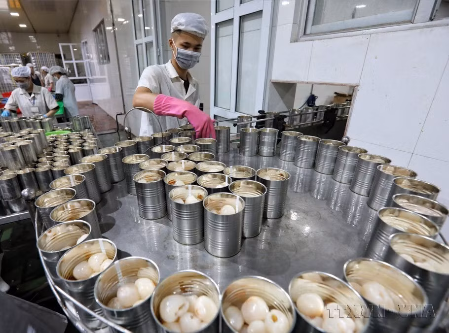 In recent years, Vietnam has seen a surge in the export value of key products such as coffee, fruits, rice, and wood. In the photo: Lychee canning at Toan Cau Food Import-Export JSC in Luc Ngan district, Bac Giang province, for export to markets in the EU, the Republic of Korea, Japan, Australia, and others. (Photo: VNA)