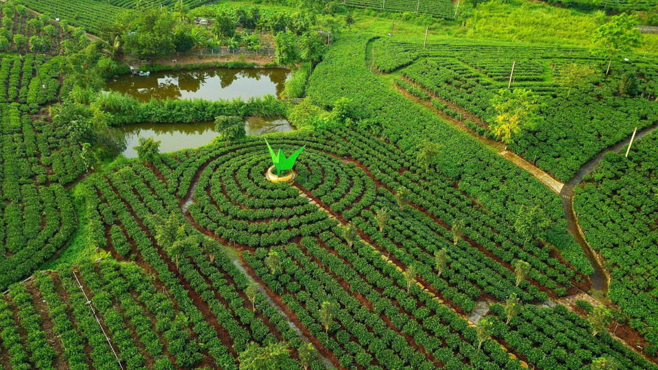 Tan Cuong tea has dramatically transformed the western region of Thai Nguyen city, becoming a key income source for many households engaging in tea trade and processing. (Photo: VNA)