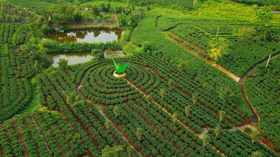 Tan Cuong tea has dramatically transformed the western region of Thai Nguyen city, becoming a key income source for many households engaging in tea trade and processing. (Photo: VNA)