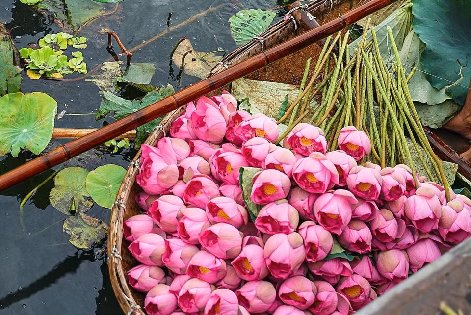 Bach Diep lotuses used specifically for tea infusion must be handpicked at 4 – 5 AM when the sun has not yet risen, the flowers still hold morning dew and not in full bloom. (Photo: VNA)