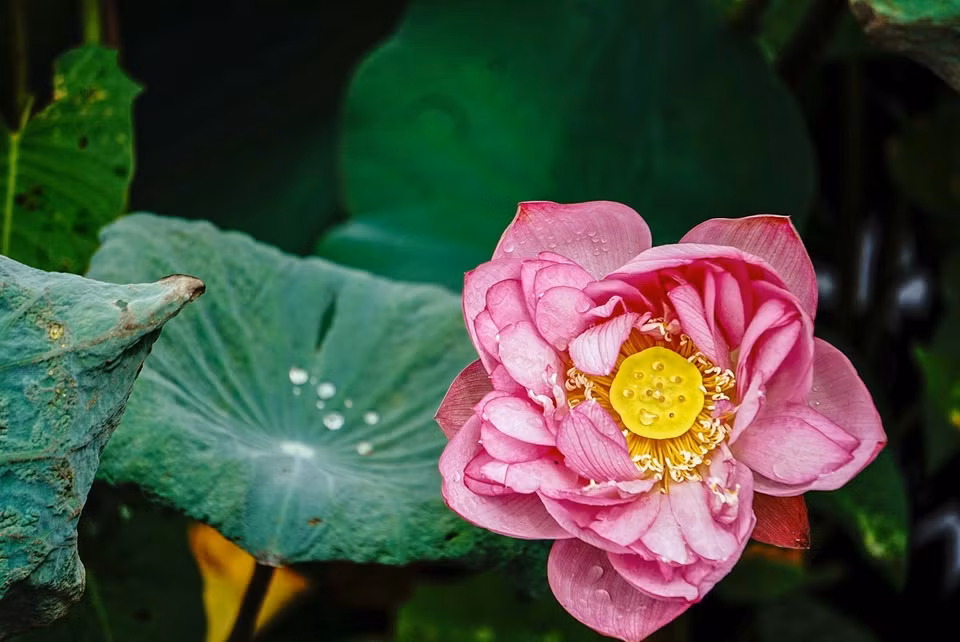 For a long time, the image of the lotus flower has been familiar to the people of Vietnam and many East Asian countries. The flower symbolizes radiant beauty, elegance, and purity. (Photo: VNA)