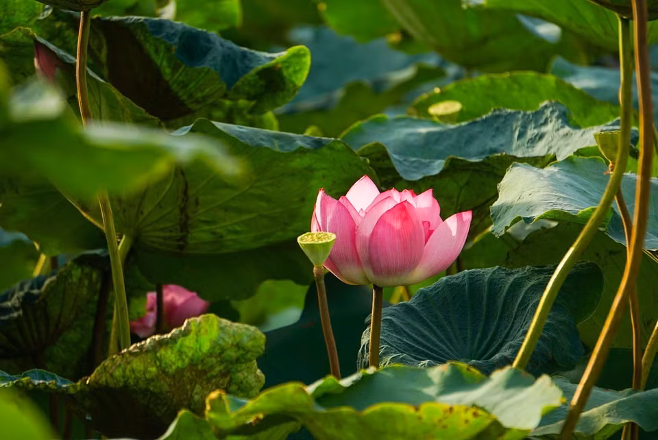 The pure and unique beauty of the West Lake lotus (Photo: VNA)