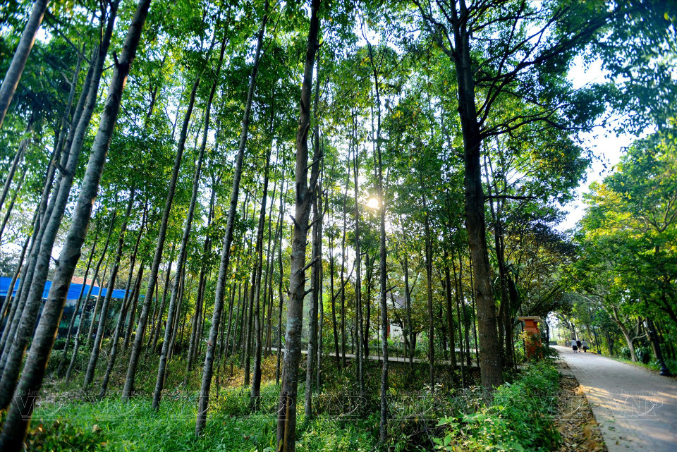 Gardens and tree-shaded pathways (Photo: VNP/VNA)