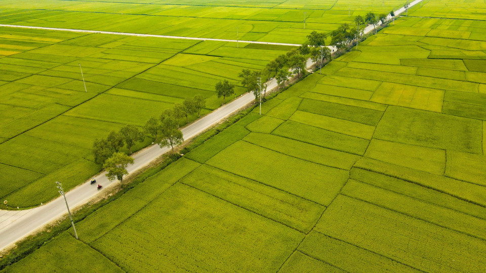 National Highway No 279 runs through the Muong Thanh rice field. (Photo: VNA)