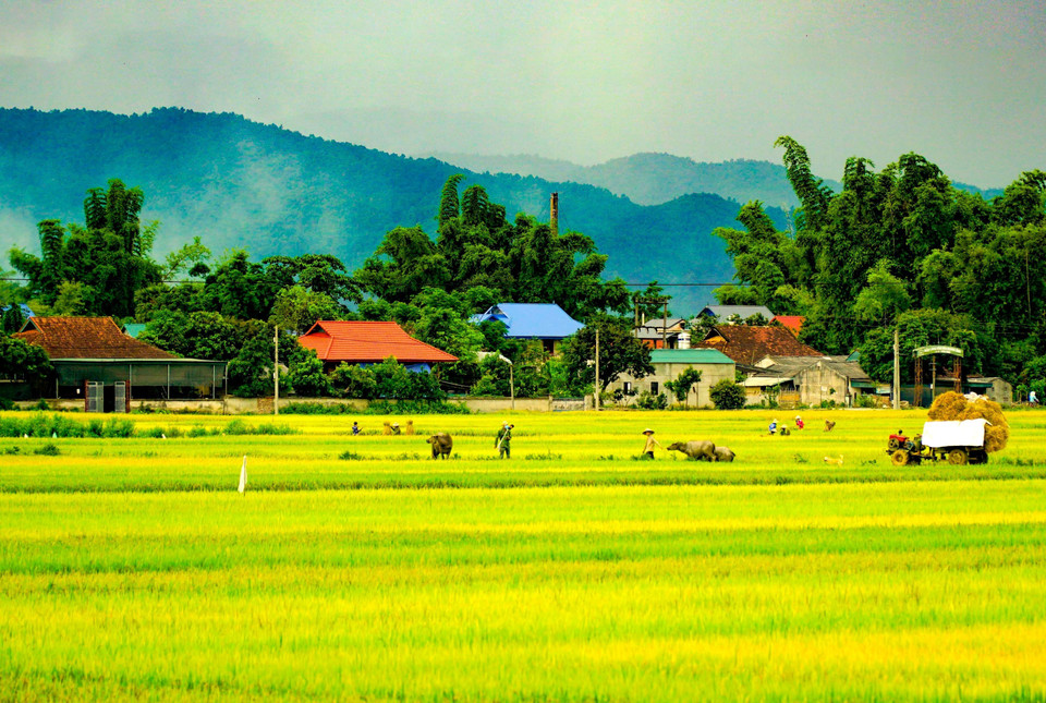 The peaceful scenery of the Muong Thanh rice field. (Photo: VNA)