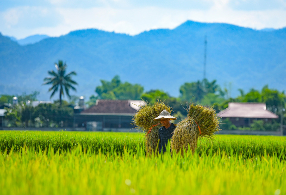 Farmers harvest rice in the Muong Thanh rice field. (Photo: VNA)