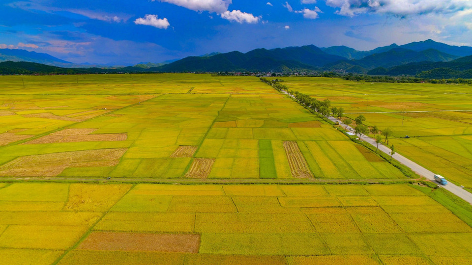 The golden rice harvest in the Muong Thanh rice field. (Photo: VNA)