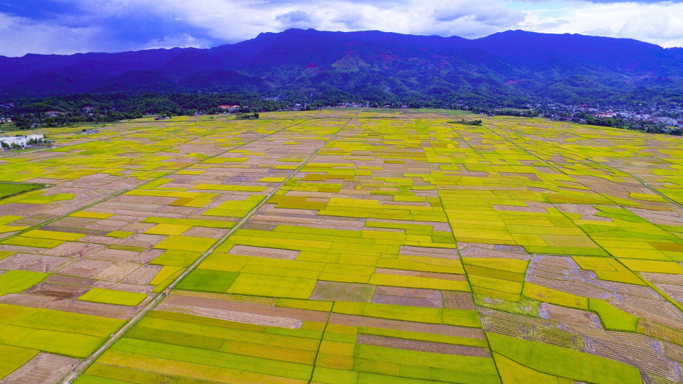 During the harvest, viewed from above, the Muong Thanh rice field appears as a vibrant palette of different hues. (Photo: VNA)