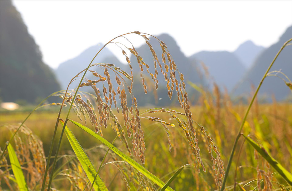 The specialty sticky rice at Ngoc Con commune, Trung Khanh district, Cao Bang province. (Photo: VNA)