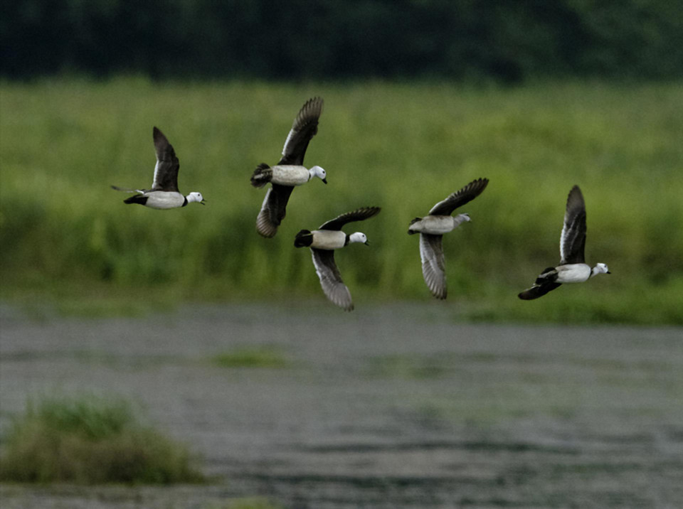 Wild boars, deer, and various precious and rare bird species are preserved in Cat Tien National Park. (Photo: Tang A Pau)