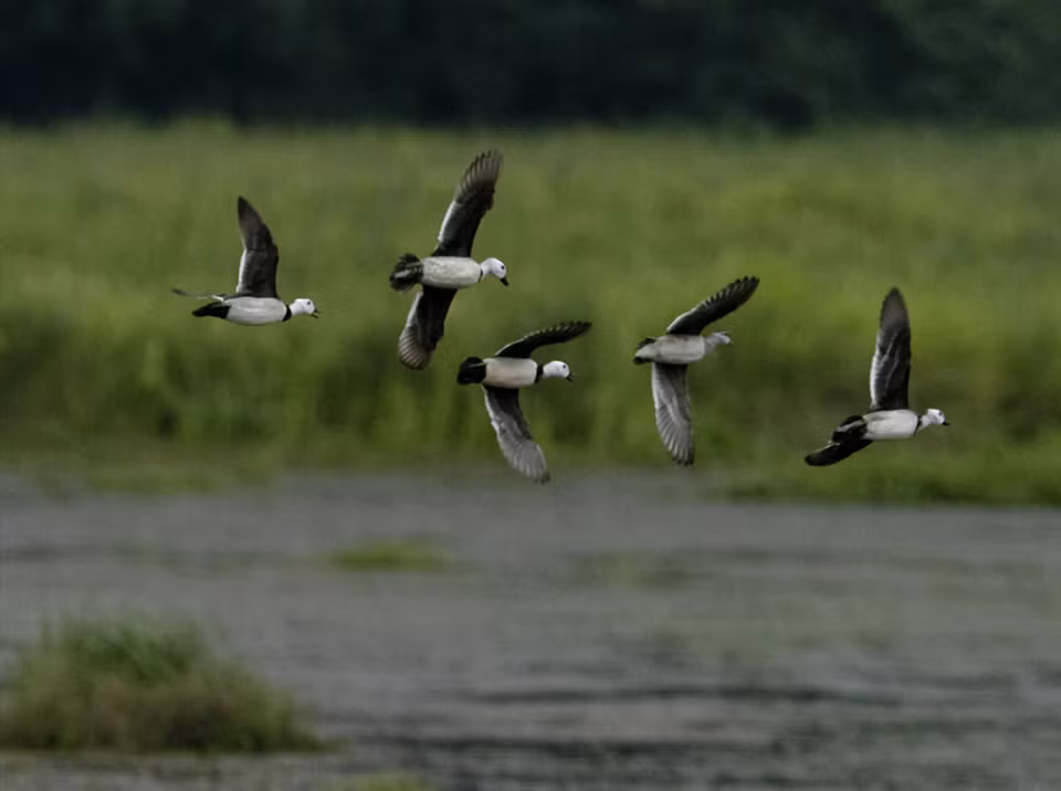 Wild boars, deer, and various precious and rare bird species are preserved in Cat Tien National Park. (Photo: Tang A Pau)