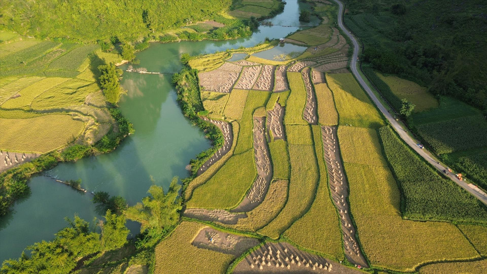 The golden rice fields in Phong Nam commune, Trung Khanh district, Cao Bang province. (Photo: VNA)