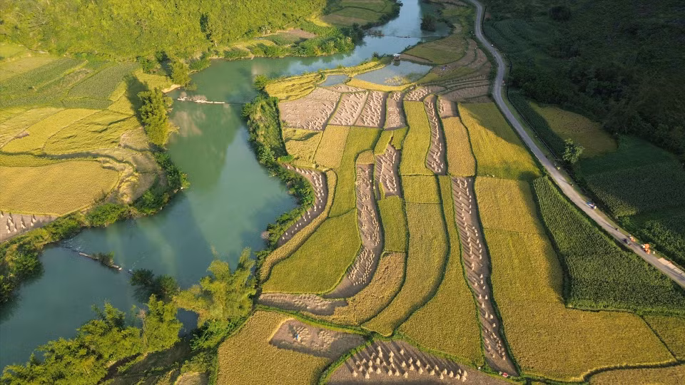 The golden rice fields in Phong Nam commune, Trung Khanh district, Cao Bang province. (Photo: VNA)