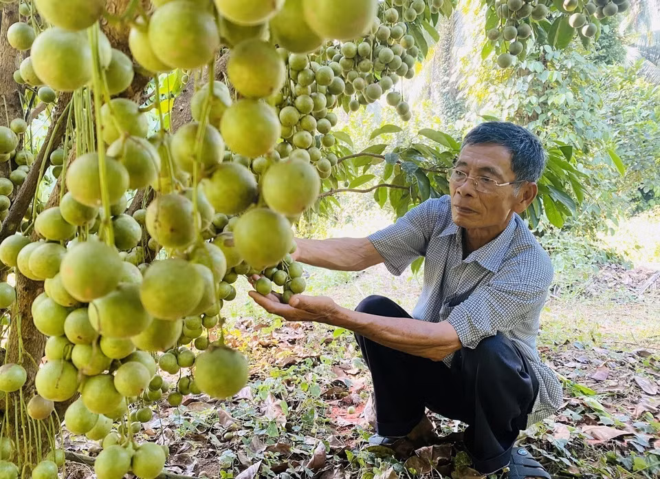 Dang Van Cap, 73 years old, from An Tuong Dong commune, Hoai An district, Binh Dinh province, has become a wealthy farmer thanks to growing fruit trees on 12 hectares. (Photo: Le Phuoc Ngoc - VNA)
