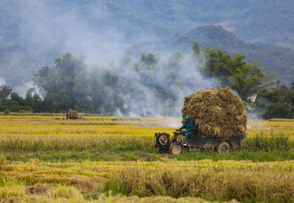 Trucks carry rice across the Muong Thanh fields. (Photo: VNA)