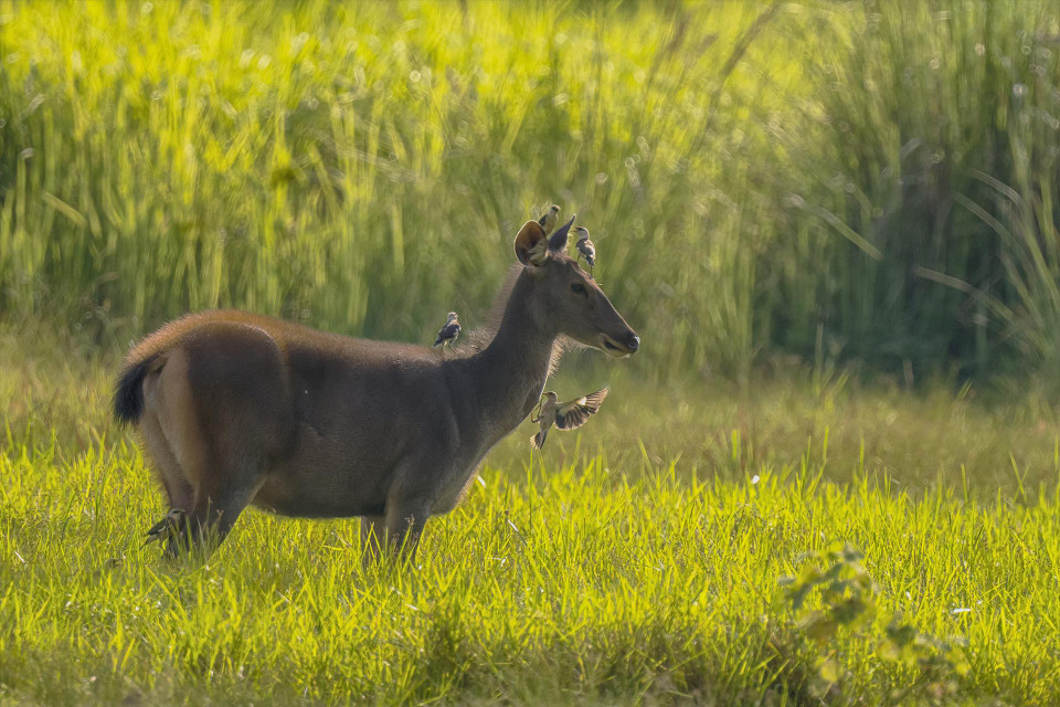 Wild boars, deer, and various precious and rare bird species are preserved in Cat Tien National Park. (Photo: Tang A Pau)