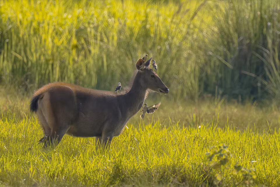 Wild boars, deer, and various precious and rare bird species are preserved in Cat Tien National Park. (Photo: Tang A Pau)