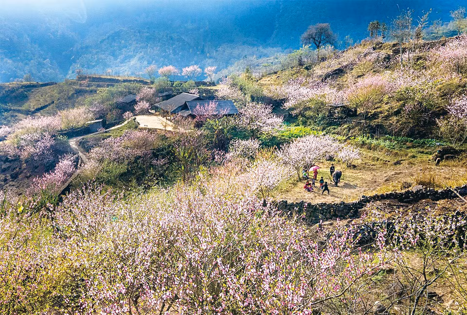 Peach blossom season in Muong Hoa Valley. (Photo: VNA)