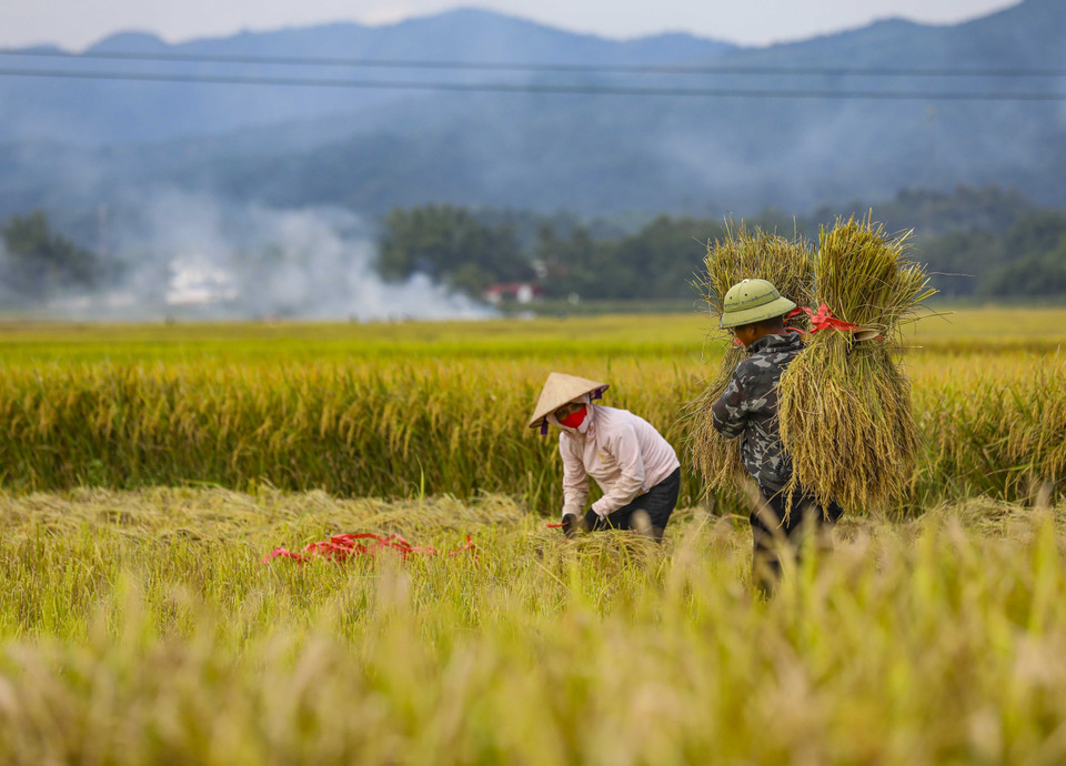 The ripened rice fields of Muong Thanh glow with a golden hue. (Photo: VNA)