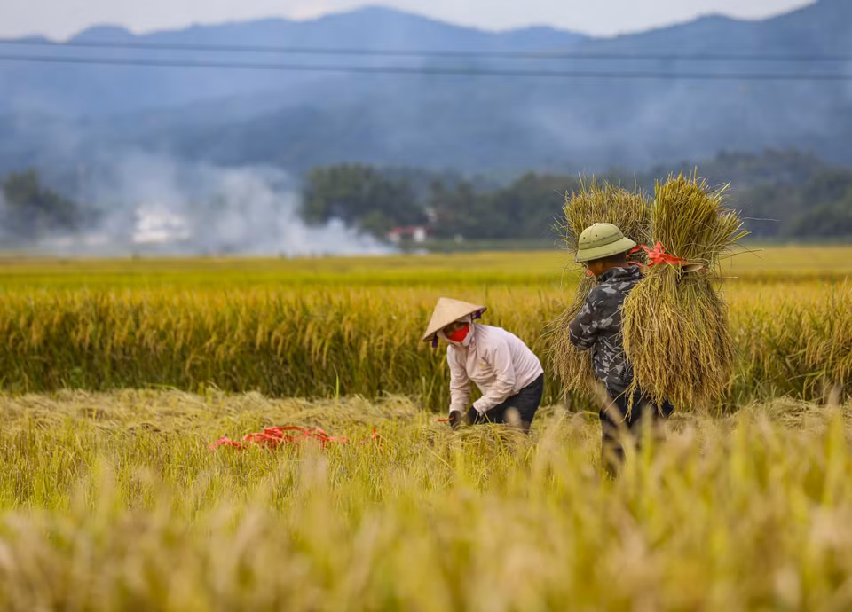 The ripened rice fields of Muong Thanh glow with a golden hue. (Photo: VNA)