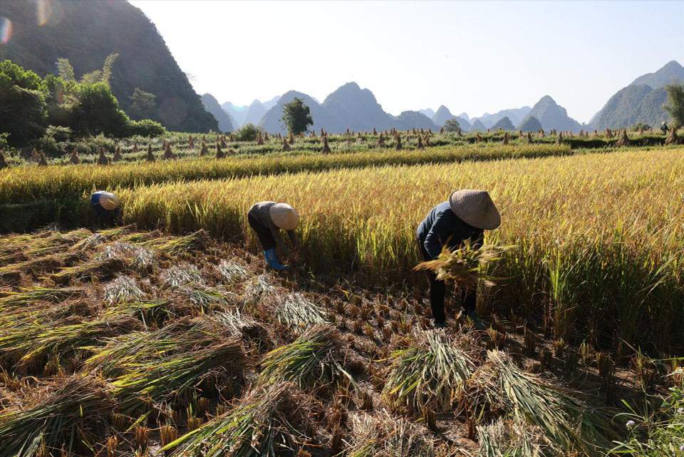 The Tay people harvest rice in the fields of Phong Nam commune, Trung Khanh district, Cao Bang province. (Photo: VNA)