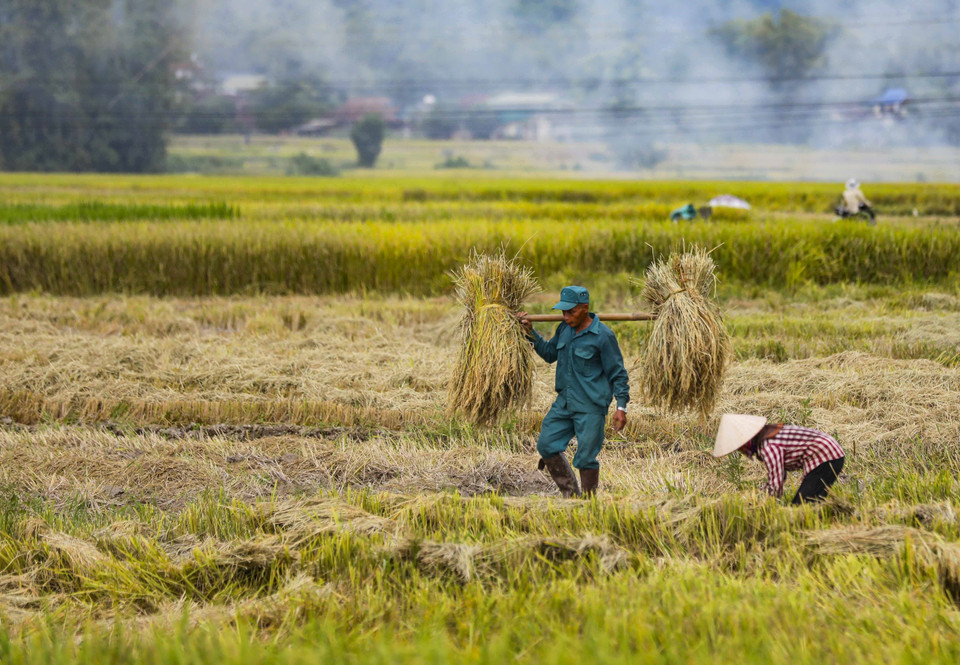 People in the Muong Thanh basin harvest rice. (Photo: VNA)