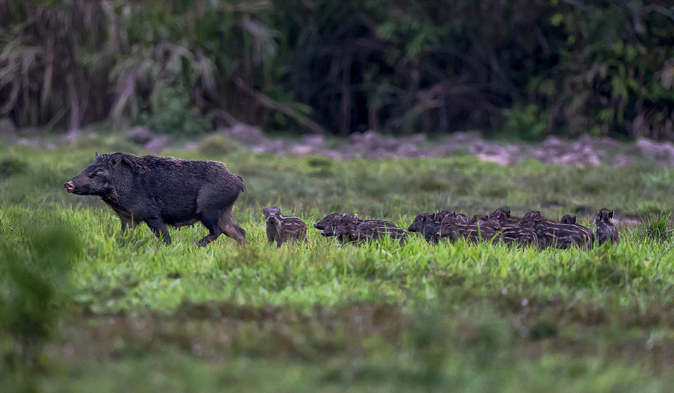 Wild boars, deer, and various precious and rare bird species are preserved in Cat Tien National Park. (Photo: Tang A Pau)