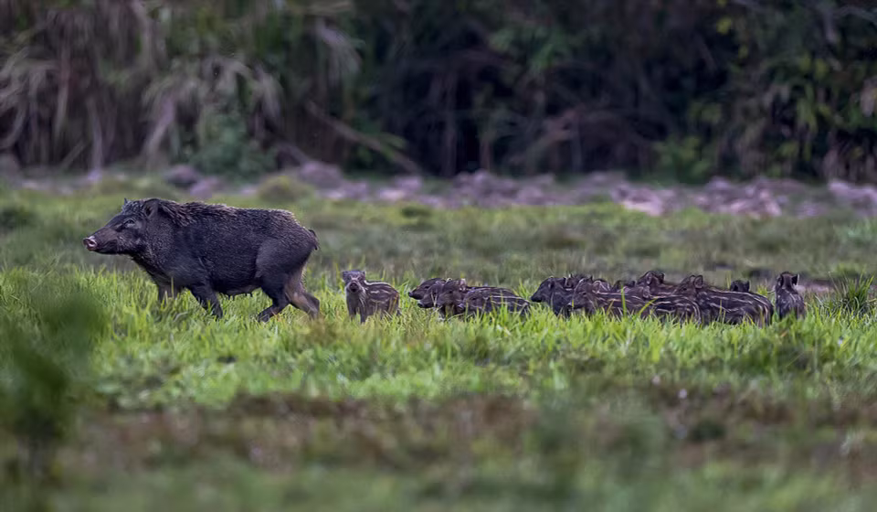 Wild boars, deer, and various precious and rare bird species are preserved in Cat Tien National Park. (Photo: Tang A Pau)