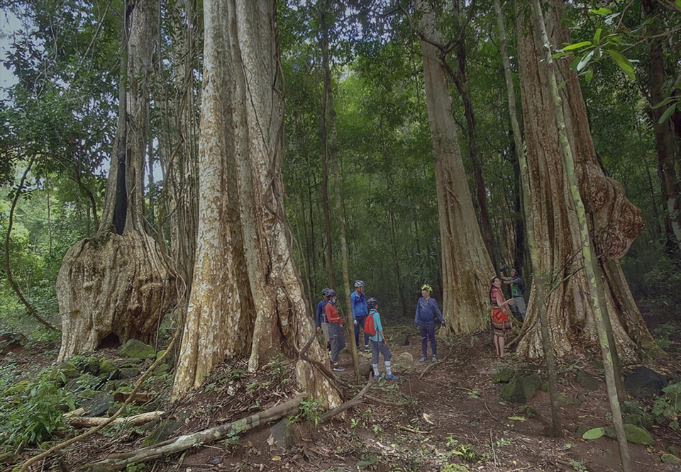 A cluster of tung trees in Cat Tien National Park. (Photo: Tang A Pau)