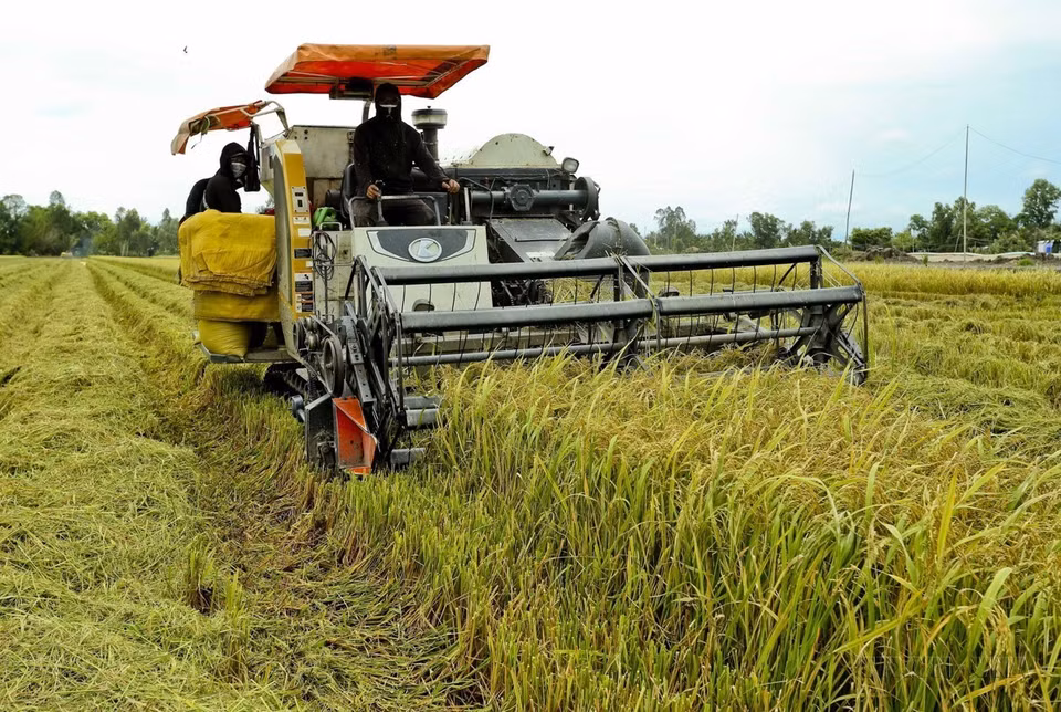 Farmers in Hau Giang province implement the “smart wet-dry rice cultivation model” for the 2024 Summer-Autumn crop, achieving higher yields compared to traditional methods. (Photo: Duy Khuong - VNA)
