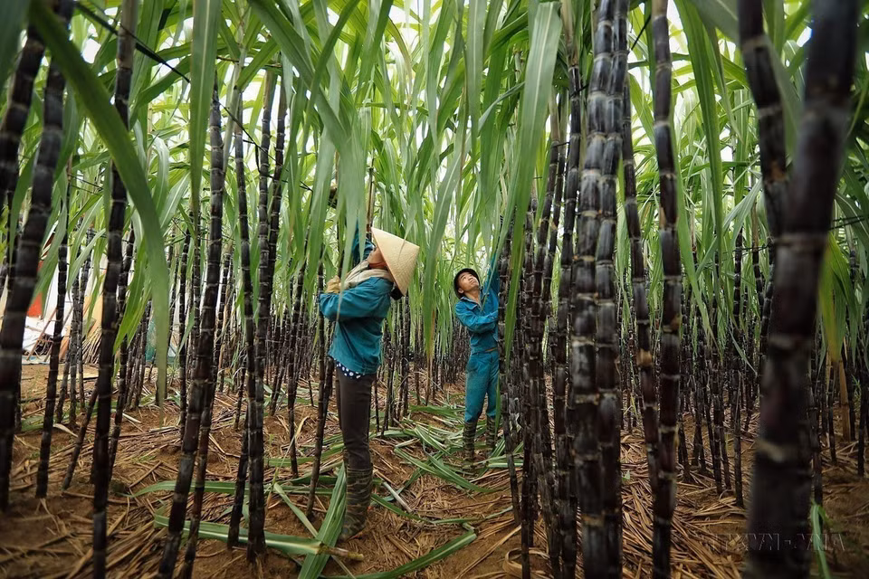 Farmers in Cao Phong district, Hoa Binh province, harvest sugarcane for the 2023-2024 crop. (Photo: Trong Dat - VNA)