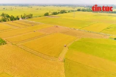 In 2024–2025, the project has implement seven pilot models in Can Tho city and the provinces of Vinh Long, Dong Thap, and An Giang. (Photo: VNA)