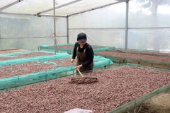 Processing cocoa beans at the venture (Photo: VNA)