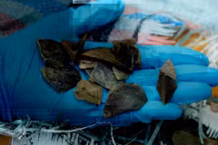 Smugglers disguise the sea cargo carried on a lorry travelling from Indonesia to Cambodia as dried fish skin. (Photo: National Parks Board)