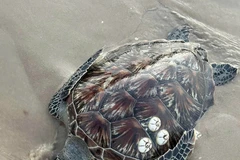 The rare sea turtle found at Nganh Tam Tan beach in Tan Hai commune on March 24 morning. (Photo: provided by a local resident)