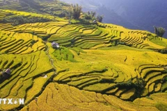 Each September, as the cool autumn breezes begin to roll in, Lao Cai dons a golden robe – the rice terraces glow under the autumn sun (Photo: VNA)