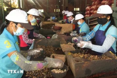The total export value of agro-forestry-aquatic products in the first quarter of 2025 hit 15.72 billion USD. (Photo: VNA)