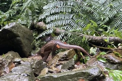 One Javan pangolin released back to nature (Photo: VNA)