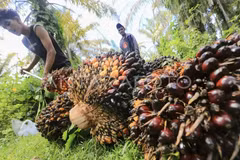 Two workers harvest fresh fruit bunches (FFB) of oil palm in West Aceh, Aceh, Indonesia on May 1, 2025. (Photo: Antara)