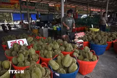 Durian is one of Thailand's key export commodities. (Photo: AFP/VNA)